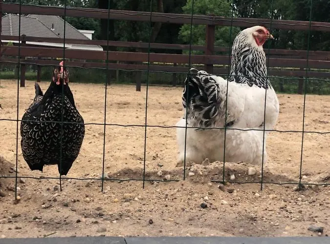 Tiny House Veluwse Garre * 加德兰